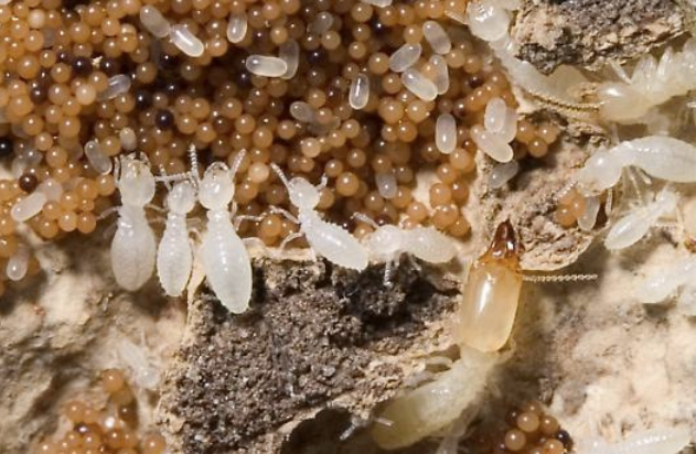 Mengapa Jasa Anti Rayap Sangat Penting untuk Perlindungan Bangunan